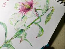 【彩铅·植物3】这次画一支紫斑百合，这次的教程重点在打稿上。
#我是一只爱画植物图谱的医学生#