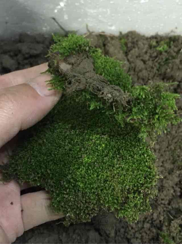 苔藓➕多肉的空中花园 第4步