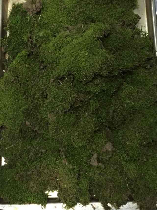 苔藓➕多肉的空中花园 第5步