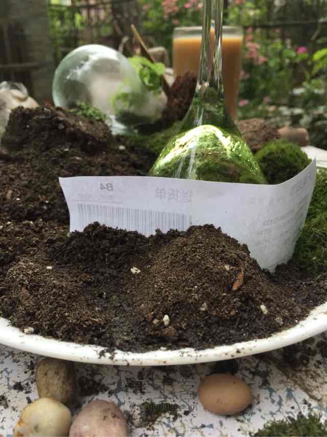 苔藓➕多肉的空中花园 第16步