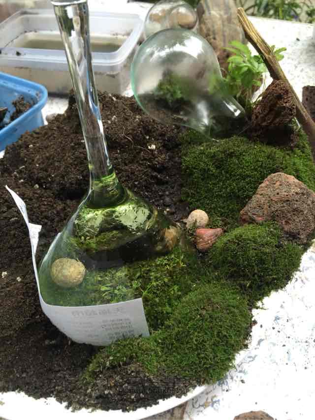 苔藓➕多肉的空中花园 第17步