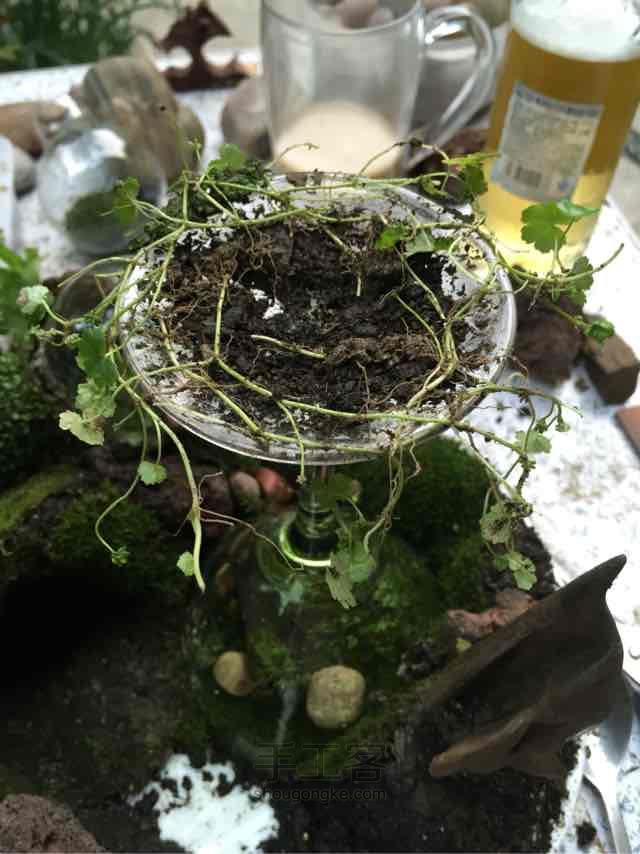 苔藓➕多肉的空中花园 第21步