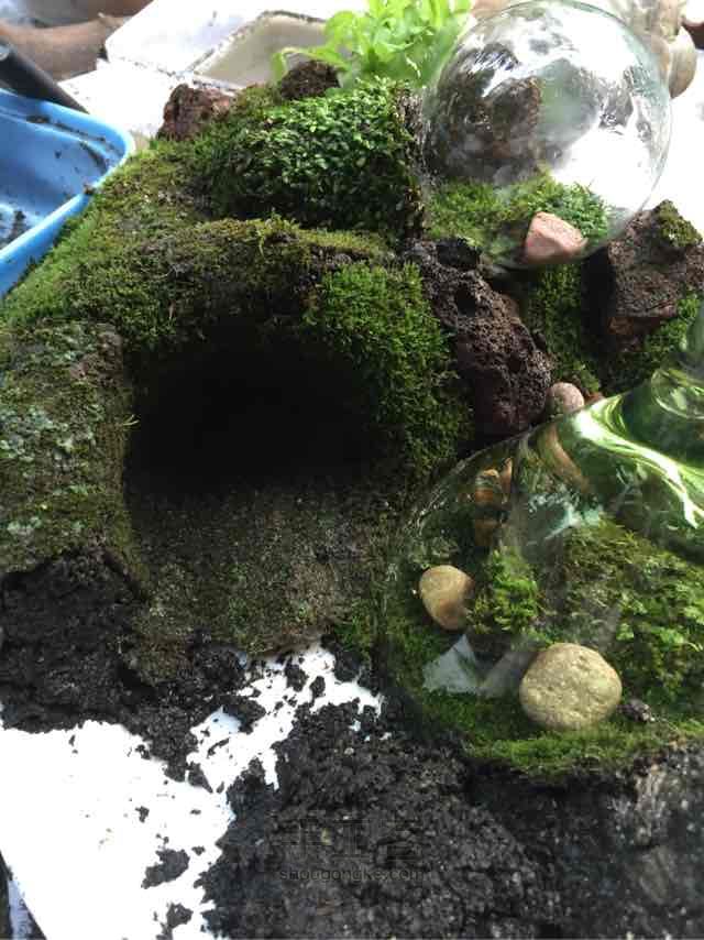 苔藓➕多肉的空中花园 第20步