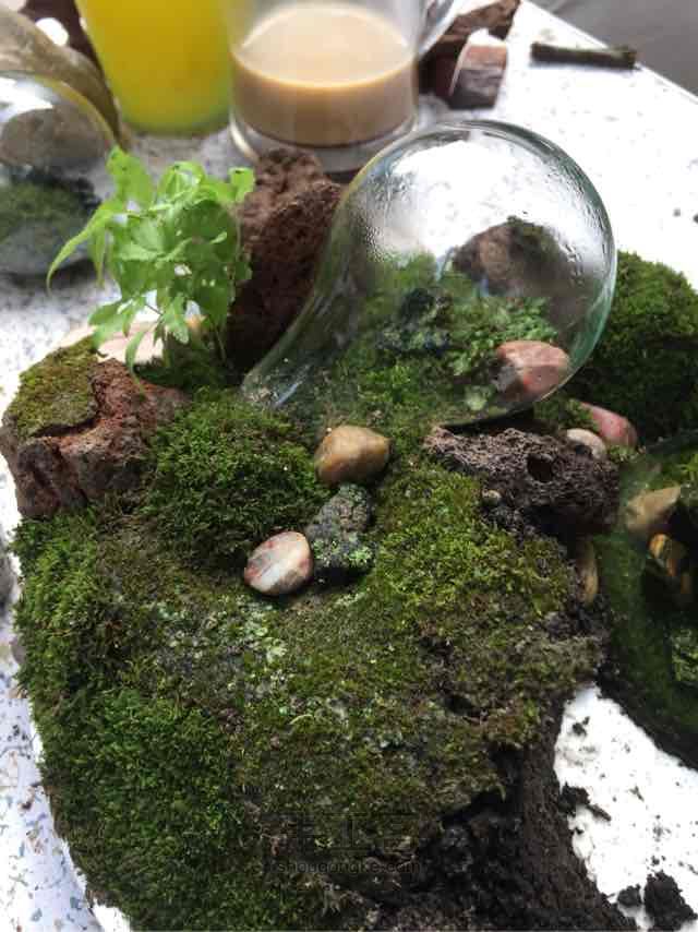 苔藓➕多肉的空中花园 第19步