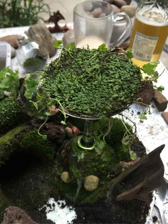 苔藓➕多肉的空中花园 第23步