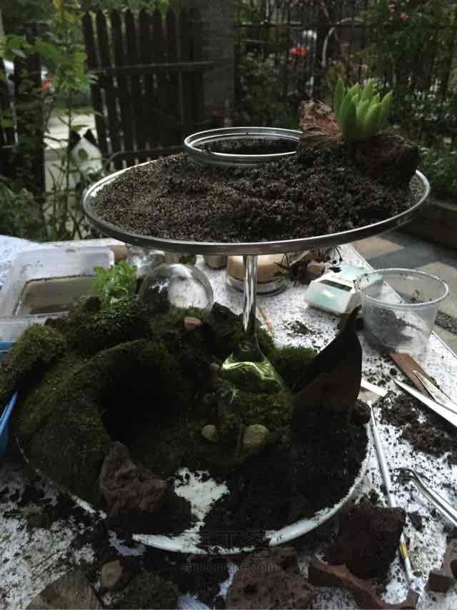 苔藓➕多肉的空中花园 第25步