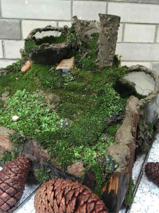 苔藓➕多肉的空中花园 第35步