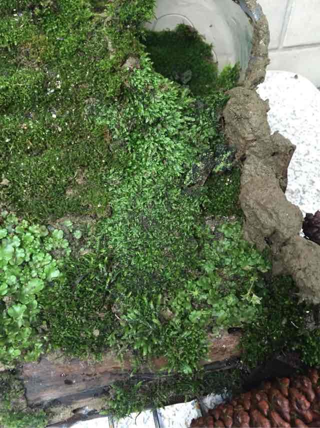 苔藓➕多肉的空中花园 第34步
