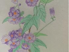 彩铅画的紫罗兰，也许不够好，但希望分享第一幅作品。