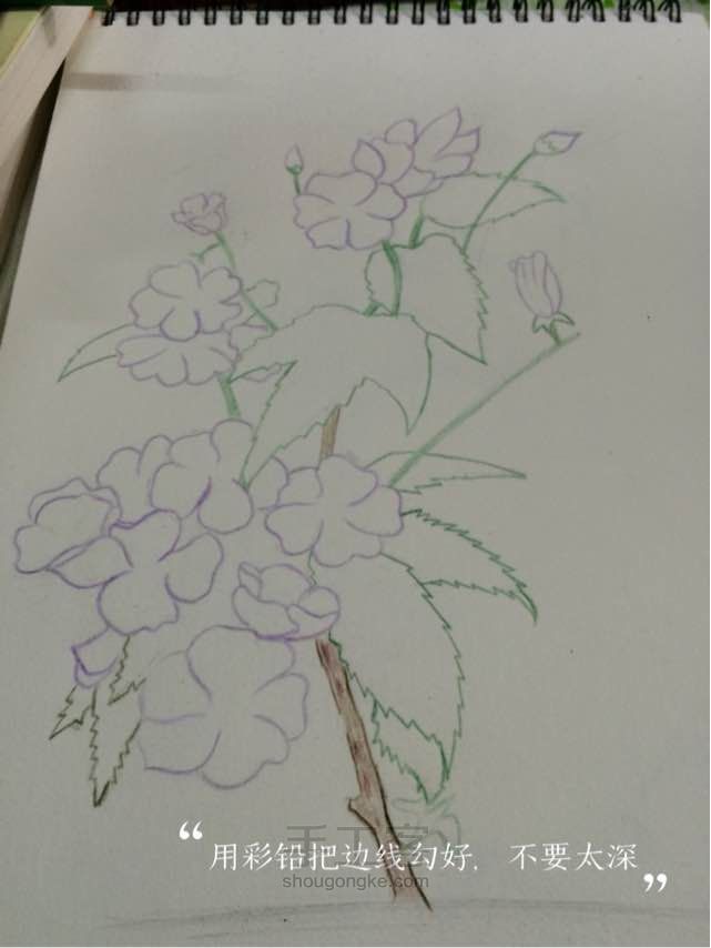彩铅紫罗兰花。 第2步