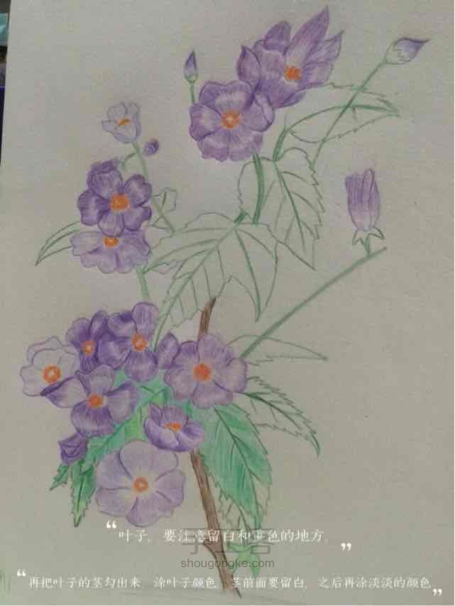 彩铅紫罗兰花。 第3步