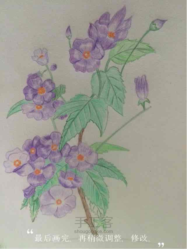 彩铅紫罗兰花。 第4步