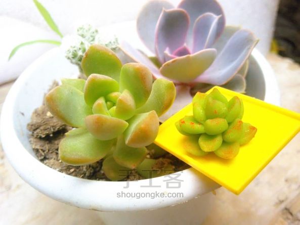 橡皮泥/粘土多肉植物. 第9步