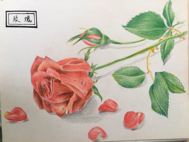 百草绘-红玫瑰🌹 第10步