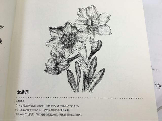 （转）水仙花 第1步