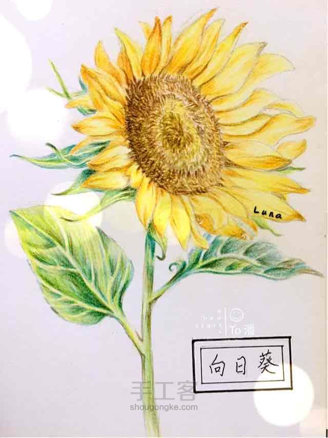 百草绘-向日葵 第7步
