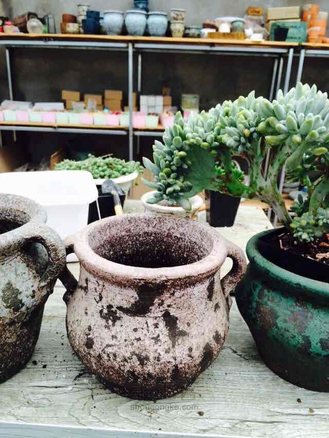 多肉老桩换盆方法 第1步