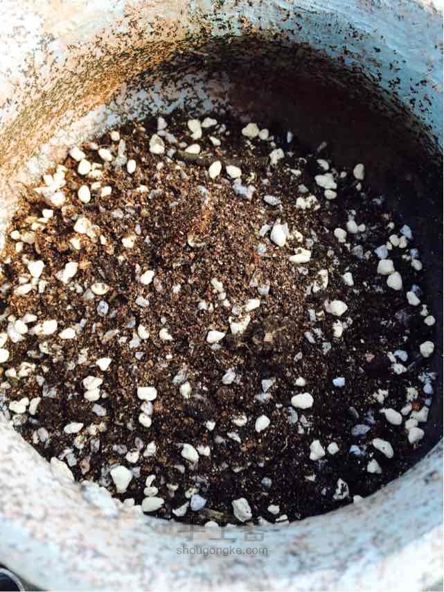 多肉老桩换盆方法 第4步