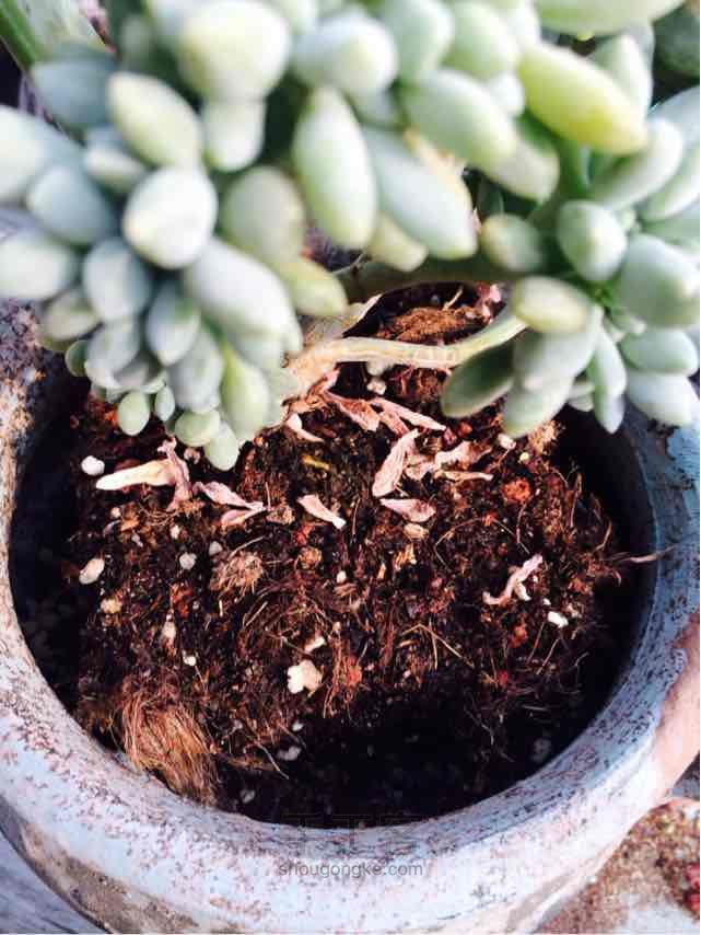 多肉老桩换盆方法 第6步