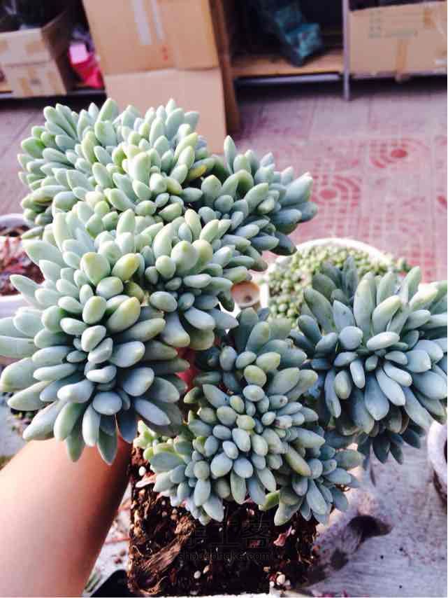 多肉老桩换盆方法 第5步