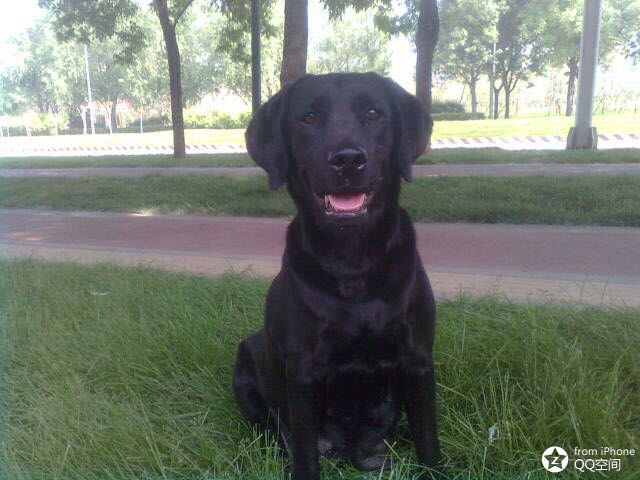 I had one black labrador  第9步