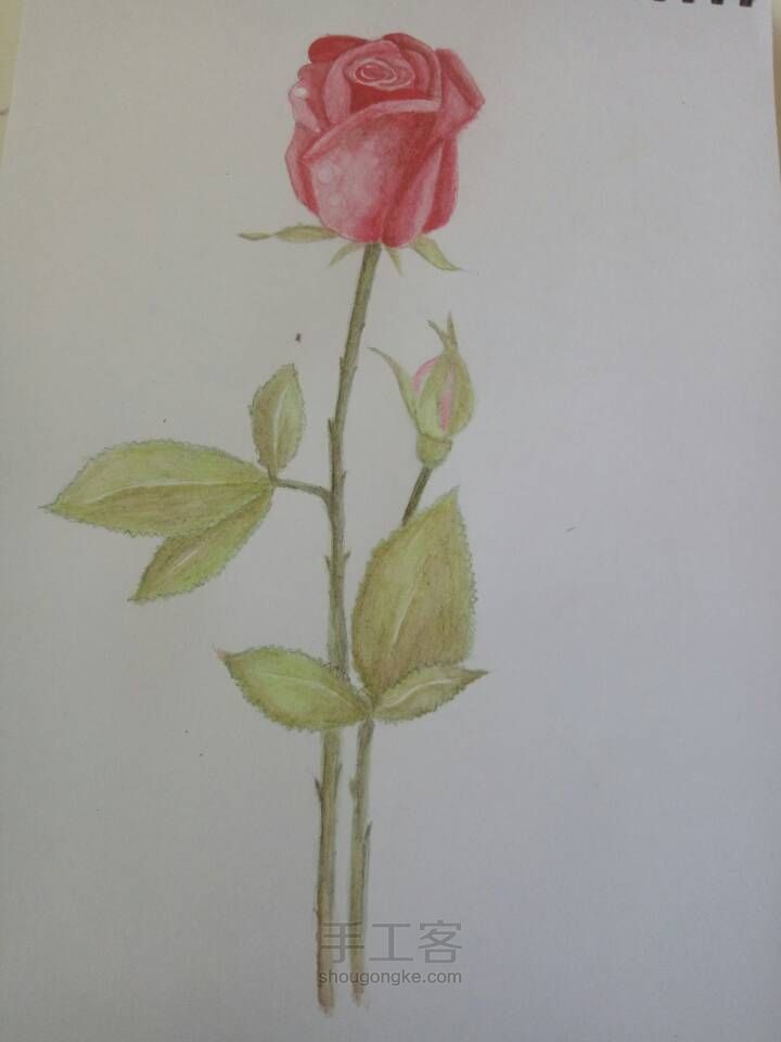玫瑰手绘 第3步