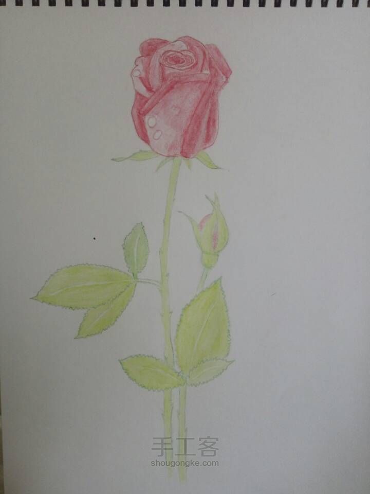 玫瑰手绘 第2步