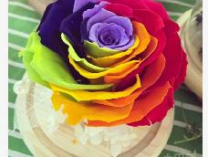大家可能只见到过一种颜色的玫瑰花吧，本教程可让你大开眼界，看到彩色的玫瑰，不是假的，是真正的七彩玫瑰。