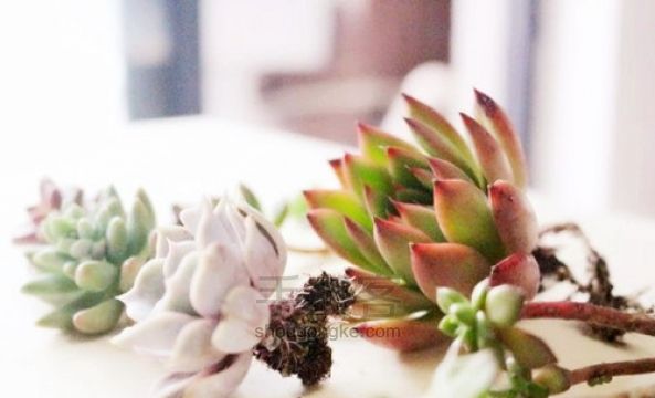 艺术花盆DIY 第7步