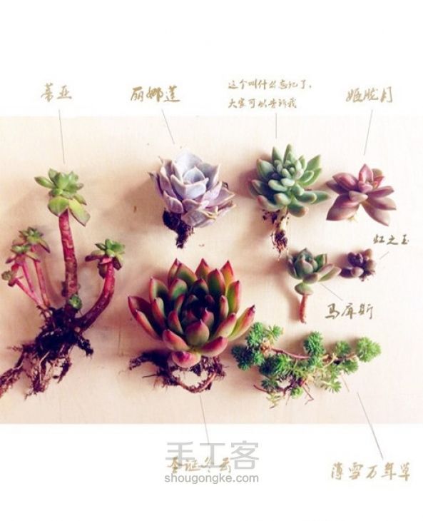 艺术花盆DIY 第6步