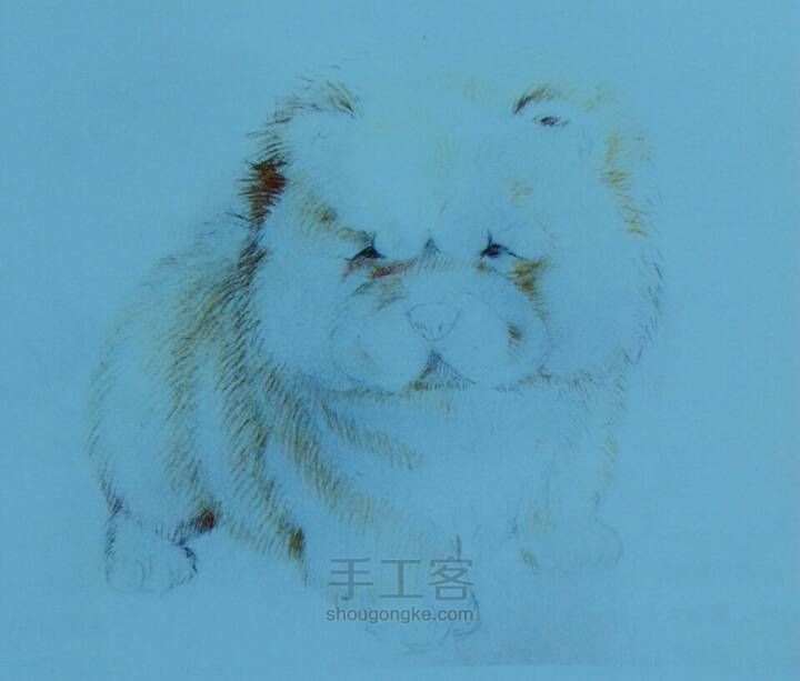 胖胖的松狮犬。。。 第4步
