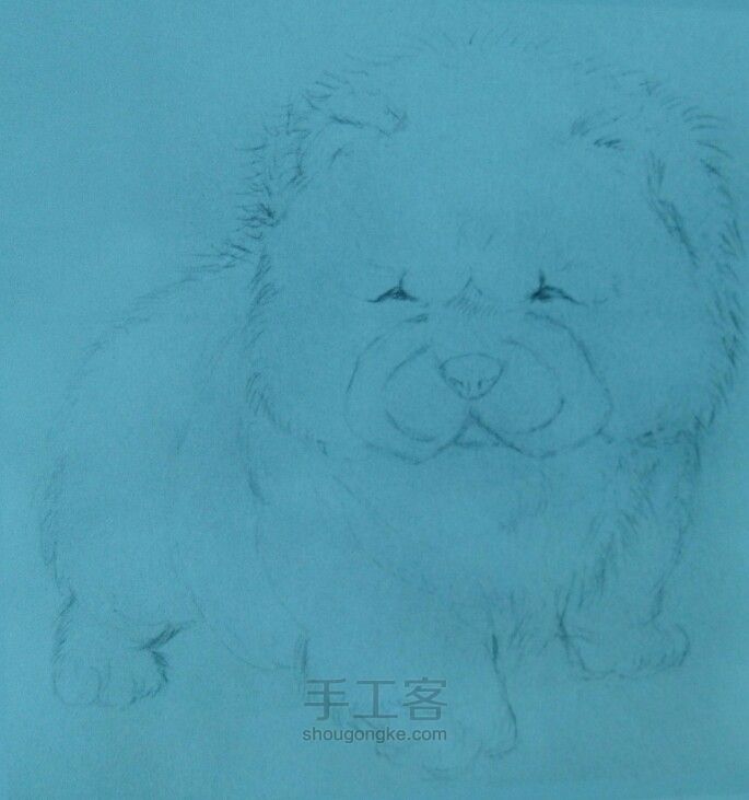 胖胖的松狮犬。。。 第3步