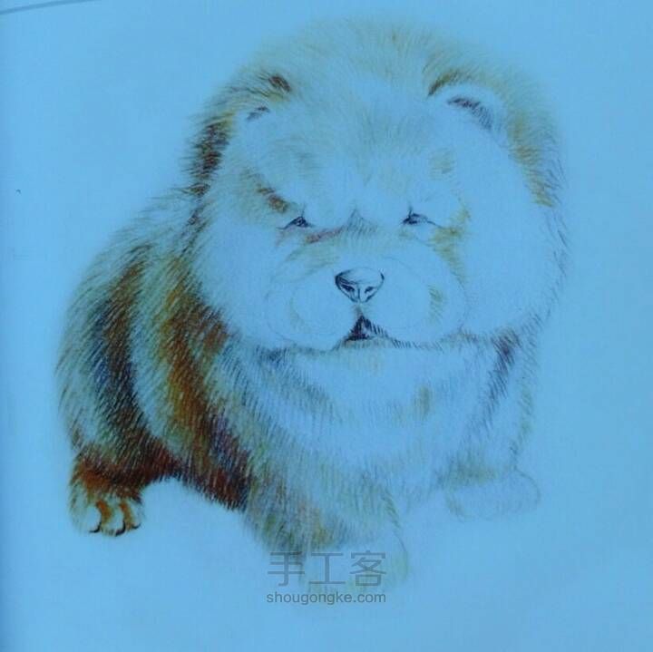 胖胖的松狮犬。。。 第6步