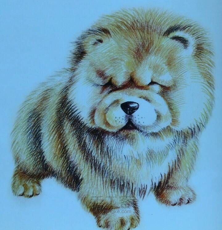 胖胖的松狮犬。。。 第7步