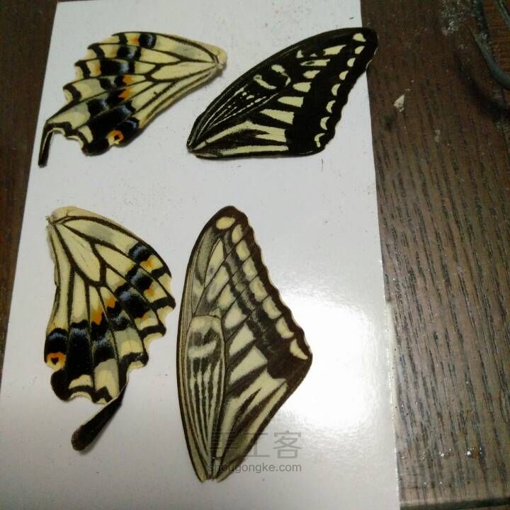 制作滴胶版蝴蝶翅膀标本全过程 第5步