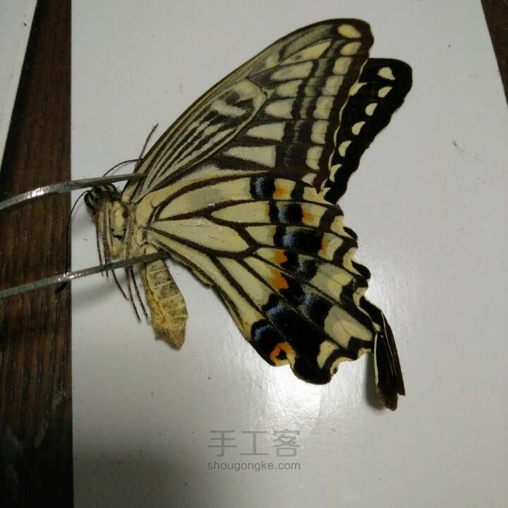 制作滴胶版蝴蝶翅膀标本全过程 第3步