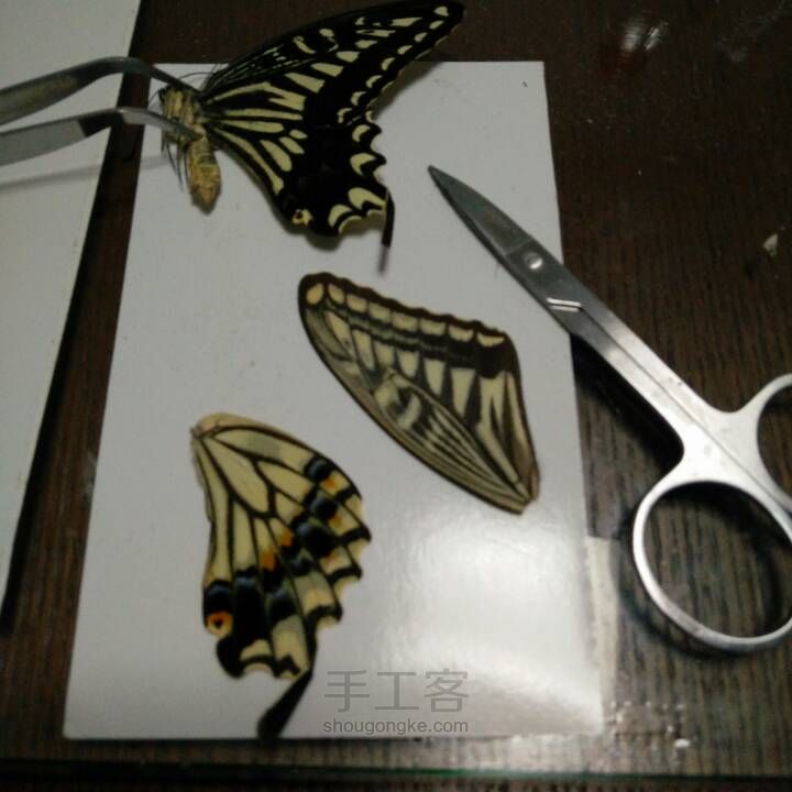 制作滴胶版蝴蝶翅膀标本全过程 第4步