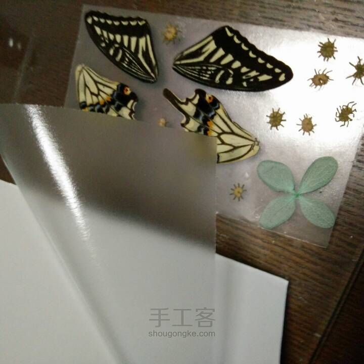 制作滴胶版蝴蝶翅膀标本全过程 第8步