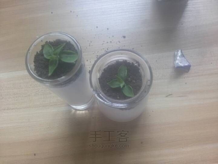 酸奶盆栽 第3步