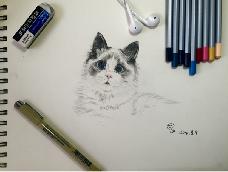 【彩铅·动物3】我是爱画画的医学生～对着某照片瞎画的布偶猫（据说是），大家一起加油～