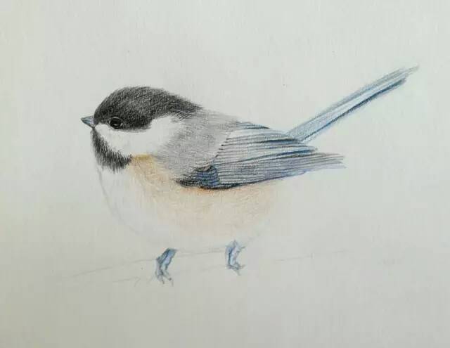 【颖】画一个可爱的小鸟 第10步
