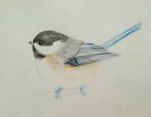 【颖】画一个可爱的小鸟 第9步