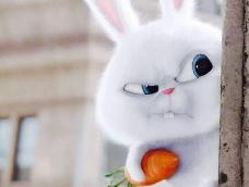 《爱宠大机密》之反差萌小白兔snowball