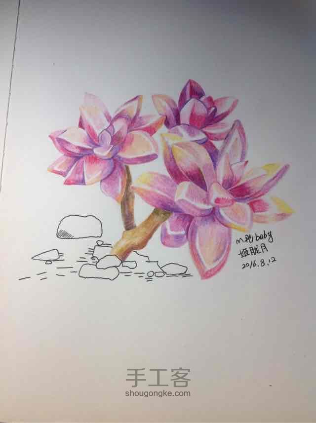 多肉植物姬胧月彩铅绘画 第16步