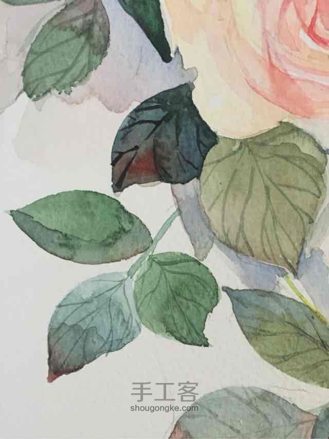 水彩 玫瑰🌹3 第10步