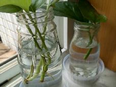 绿萝是花店常见的植物，可以土养也可以水培，这么简单不做作的绿色植物谁不想养呐？！