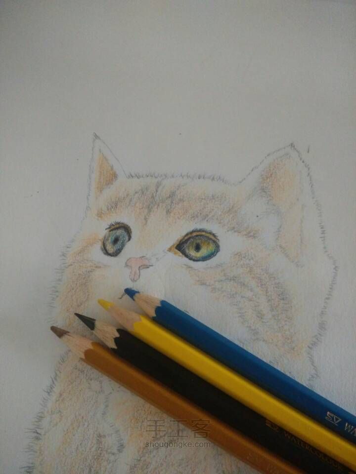 猫咪彩铅手绘 第5步