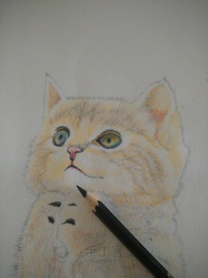 猫咪彩铅手绘 第8步