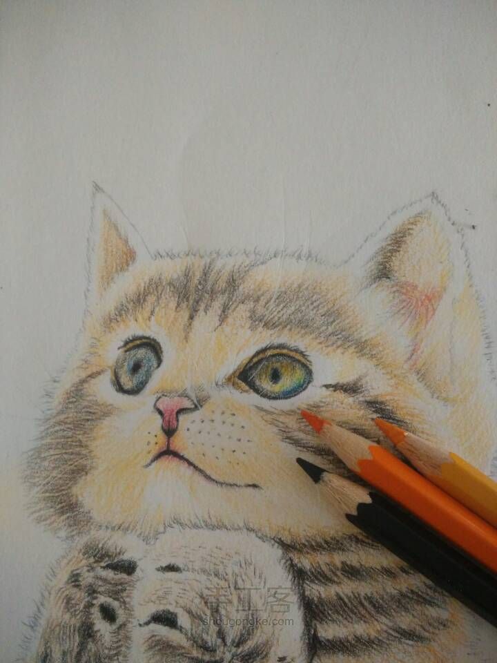 猫咪彩铅手绘 第13步