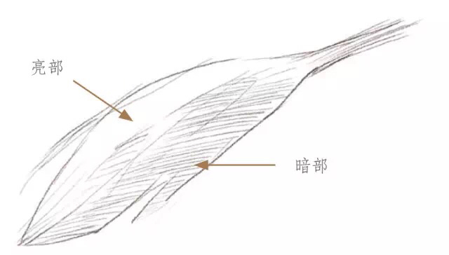  手绘-秋日的收获回忆  转自网络飞乐鸟 第4步